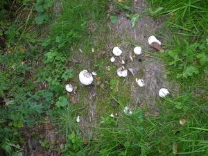 CHAMPIGNON (fleur fruit) PARC