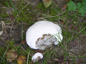 CHAMPIGNON (fleur fruit) PARC