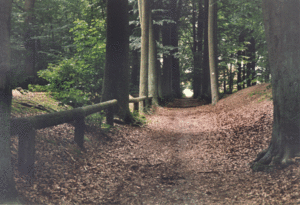 CHEMIN DANS LE BOIS derrire 