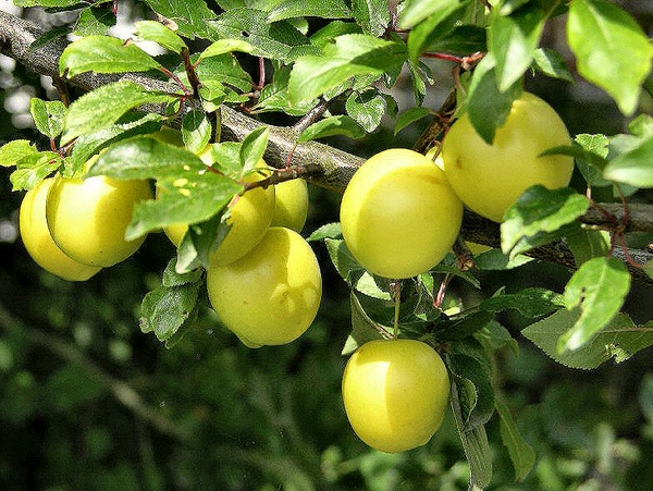 PRUNES FRUITS