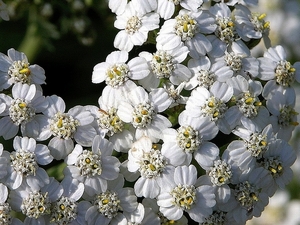 FLEURS PARC