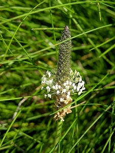 FLEURS PARC