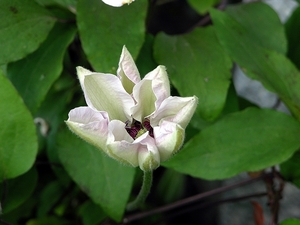 FLEURS PARC