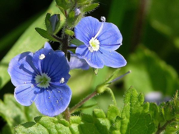 FLEURS PARC