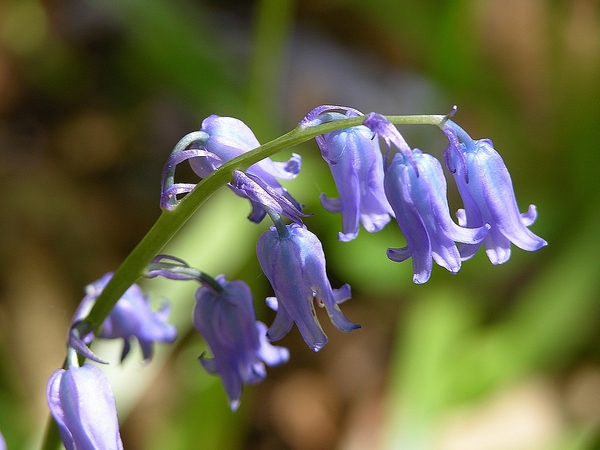 FLEURS PARC