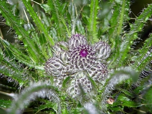 FLEURS PARC   CHARDON