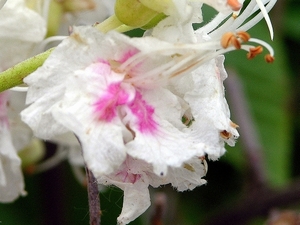 FLEURS PARC   maronnier