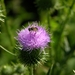 FLEURS PARC  chardon  INSECTE