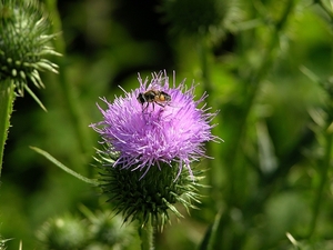 FLEURS PARC  chardon  INSECTE