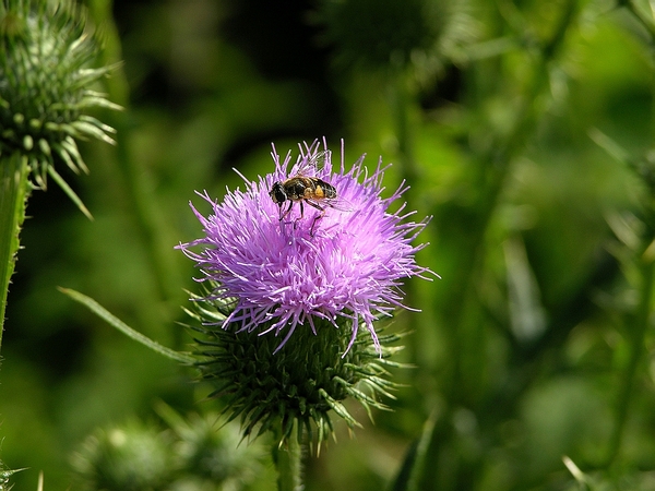 FLEURS PARC  chardon  INSECTE