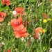 FLEURS PARC  COQUELICOTS