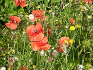 FLEURS PARC  COQUELICOTS