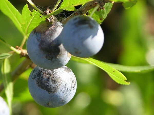 FRUITS PARC   PRUNELLES