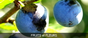 FRUITS ET FLEURS