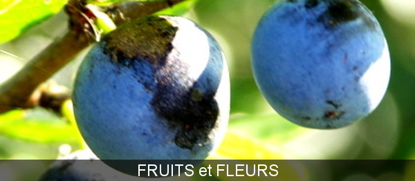 FRUITS ET FLEURS