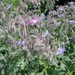 BORAGO