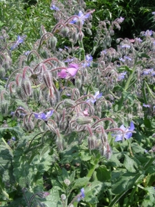 BORAGO