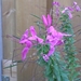 CLEOME