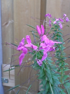 CLEOME