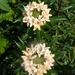 COLLOMIA GRANDIFLORA