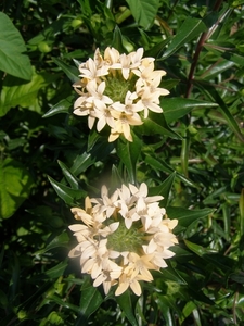 COLLOMIA GRANDIFLORA