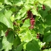 LEYCESTERIA