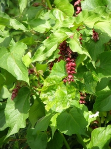 LEYCESTERIA