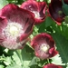 PAPAVER