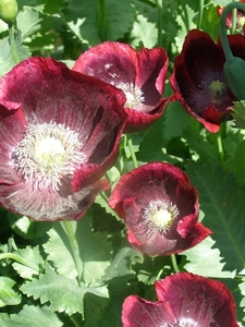 PAPAVER