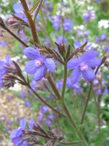 BORAGO 2