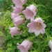 CAMPANULA