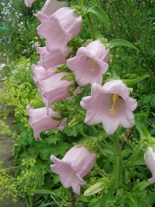 CAMPANULA