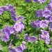 GERANIUM