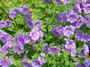 GERANIUM