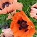 PAPAVER ORIENTALIS