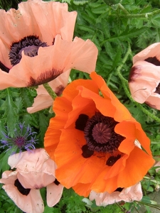 PAPAVER ORIENTALIS