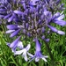 AGAPANTHUS