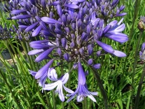 AGAPANTHUS