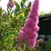 ASTILBE