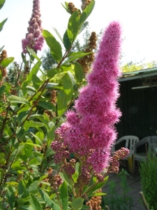 ASTILBE