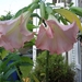 BRUGMANSIA