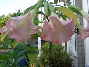 BRUGMANSIA