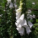 DIGITALIS