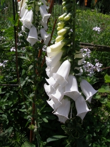 DIGITALIS