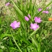 GERANIUM ROZE