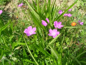 GERANIUM ROZE