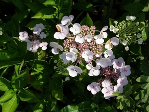 HORTENSIA