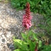 PERSICARIA