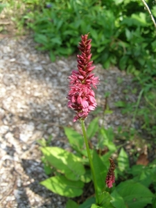 PERSICARIA