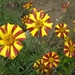 TAGETES